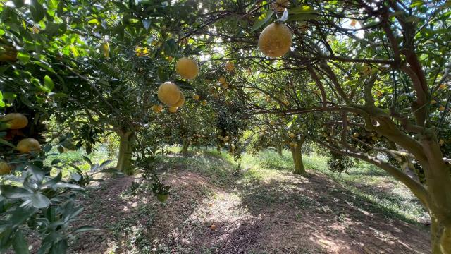 新竹峨眉農地-9