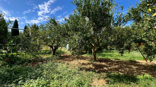 新竹峨眉農地-11