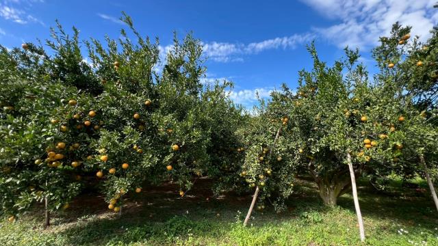 新竹峨眉農地-0