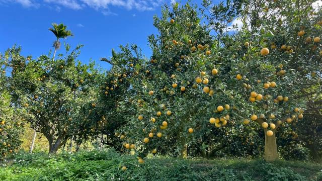 新竹峨眉農地-2
