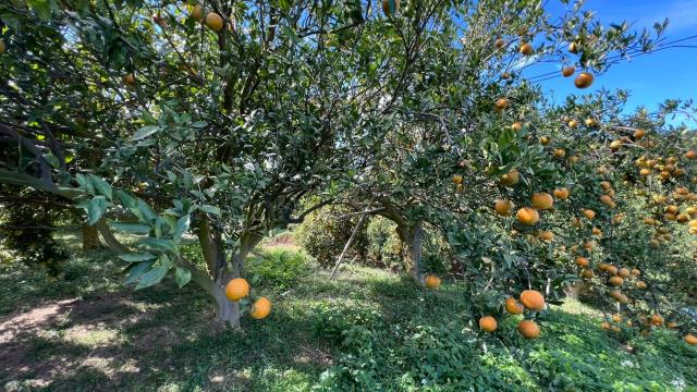 新竹峨眉農地-5