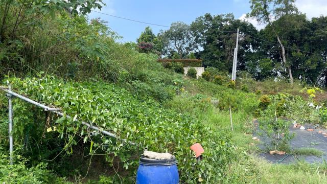 新竹寶山農地-11