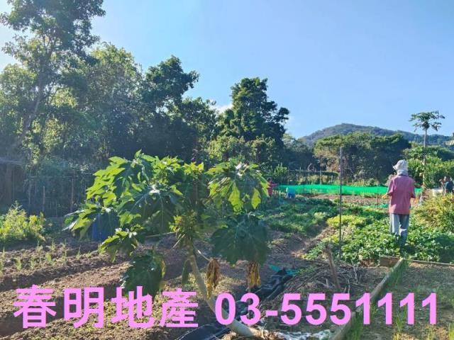 新竹關西農地-11