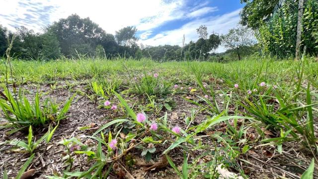 新竹竹東農地-5