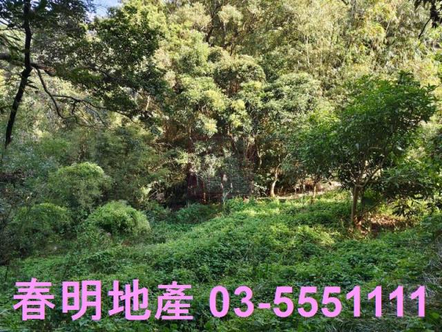 新竹關西農地-8