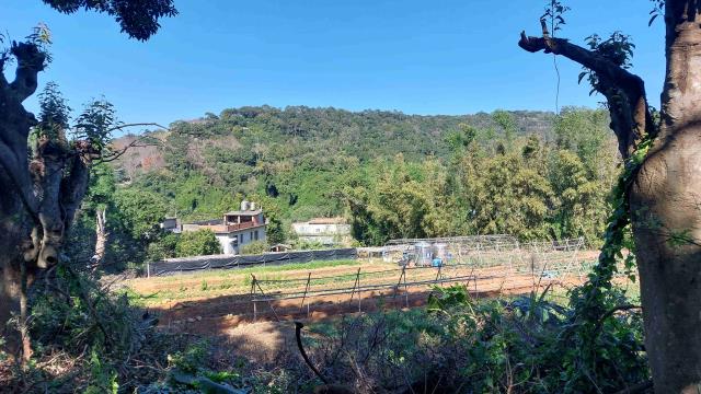 新竹新埔農地-4