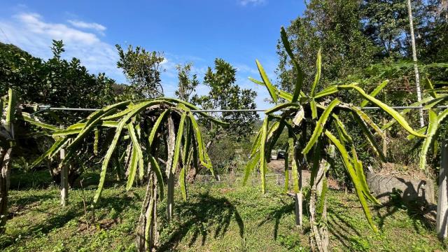 新竹峨眉農地-14