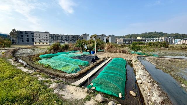 新竹芎林農地-0