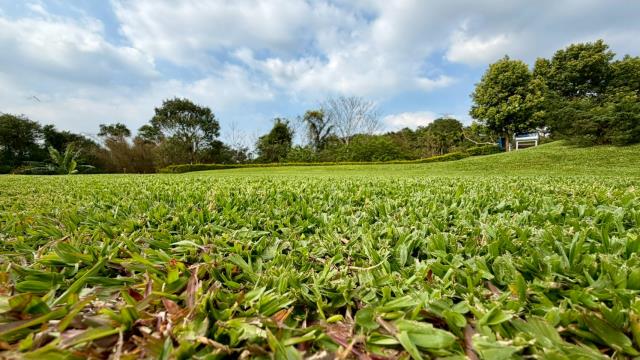 新竹關西農地-1