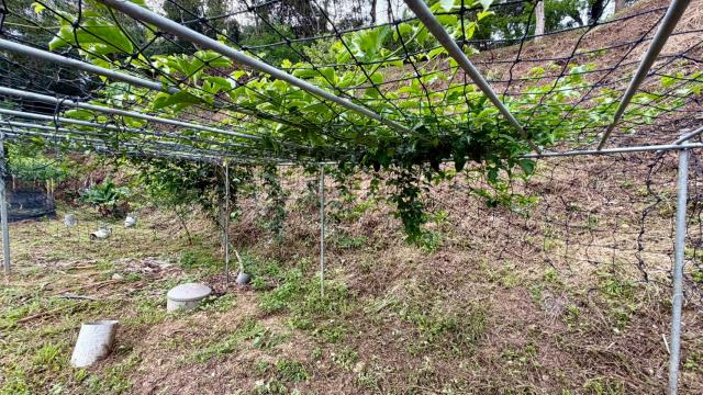 新竹北埔農地-2