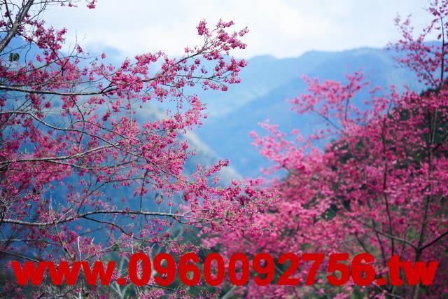 尖石農地-6