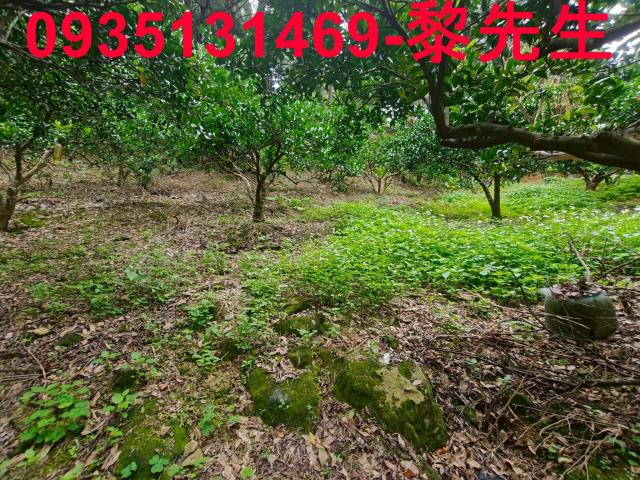 北埔農地-13