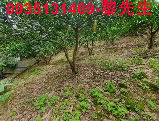 北埔農地-5