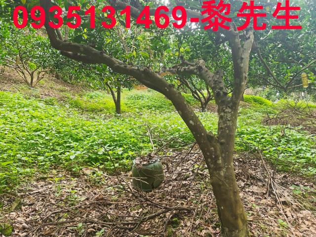 北埔農地-6