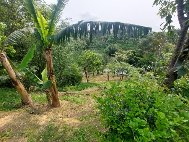 新竹新埔農地-10